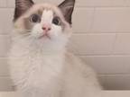 Male Bicolor Ragdoll Kitten TICA