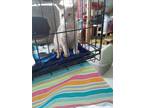 Adopt Tango a Orange or Red Domestic Shorthair (short coat) cat in Indianapolis