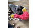 Adopt ROCCO a Black - with White Pit Bull Terrier / Mixed dog in Manchester