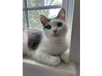 Adopt Greta a Gray or Blue (Mostly) Domestic Shorthair (short coat) cat in