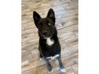 Adopt Julian a Tricolor (Tan/Brown & Black & White) Rottweiler / Siberian Husky