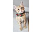 Adopt Croissant a Orange or Red Tabby Domestic Shorthair (short coat) cat in