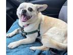 Adopt Emma a Pekingese, Mixed Breed
