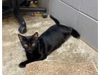 Adopt Bumblebee a Domestic Short Hair