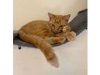 Adopt Chalupa a Domestic Short Hair