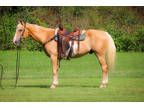 Flashy and Unique Palomino and White Overo Paint Gelding, Gentle and Fun