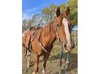 Sorrel Quarter Horse Gelding