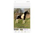 Beautiful Gaited Horse