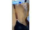 Circle Y 16â Western Pleasure saddle with matching breast collar