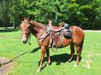 Leader of the Pack, 12yo Red John Mule