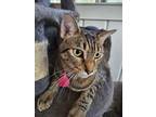 Adopt Morgana a Domestic Short Hair, Maine Coon