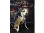 Adopt *Maxine* a Pit Bull Terrier