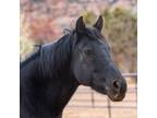 Adopt Melita Dora a Quarterhorse