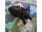 Adopt Eden (Noodles) a American Shorthair