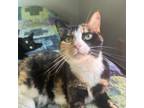 Adopt Lilly a American Shorthair