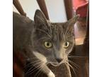 Adopt Zoe a American Shorthair