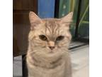 Adopt Abba Kuwait a British Shorthair