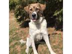 Adopt Missy a Mixed Breed