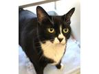 Adopt Annie a Domestic Short Hair