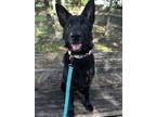 Adopt Karen a German Shepherd Dog
