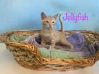 Adopt Jellyfish a Domestic Short Hair