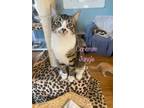 Adopt Concrete Jungle a Domestic Short Hair