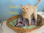 Adopt Sandy Cheeks a Domestic Short Hair