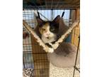 Adopt Alexiana a Domestic Short Hair