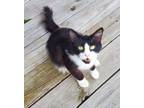 Adopt Trip Hazard a Domestic Medium Hair