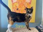 Adopt Santia a Domestic Short Hair