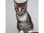 Adopt Cara River esl a Domestic Short Hair, Manx