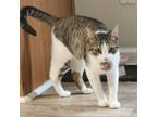 Adopt Momma River esl a Domestic Short Hair