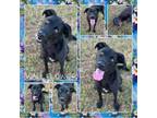 Adopt Wallflower (Nova) CFS 240039870 a Black Labrador Retriever