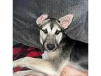 Adopt Kiss a Husky