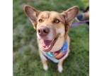 Adopt Mocha a Husky