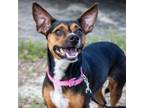 Adopt Hailee a Mixed Breed