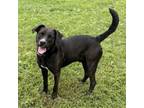 Adopt Hendricks a Black Labrador Retriever