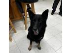 Adopt Ozzy a German Shepherd Dog