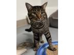Adopt Squeaky a Domestic Short Hair