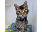 Adopt Mews a Abyssinian, Domestic Short Hair