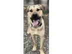 Adopt Pluto a Shepherd, Mastiff