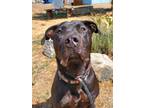 Adopt Courage a Pit Bull Terrier, Labrador Retriever