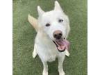 Adopt Loki a Siberian Husky