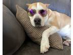 Adopt Tyson a Pit Bull Terrier, Akita
