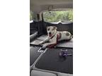 Adopt Meelo a Pit Bull Terrier, Husky