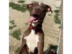 Adopt Azer a Labrador Retriever, American Staffordshire Terrier