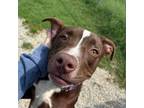 Adopt Mako a Labrador Retriever, American Staffordshire Terrier