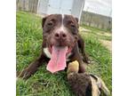 Adopt Kai a Labrador Retriever, American Staffordshire Terrier