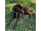Adopt Kitt a Labrador Retriever, American Staffordshire Terrier