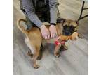 Adopt Kipper a Boxer, Cane Corso